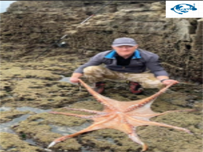 A huge Octopus